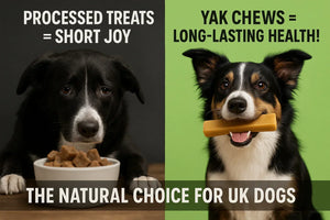 Yak Chews vs. Traditional Dog Treats: Which Is Better?