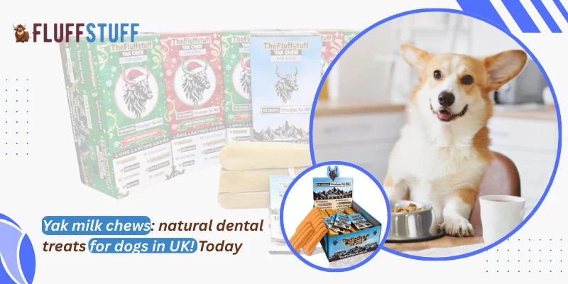 Yak milk chews: natural dental treats for dogs in UK!